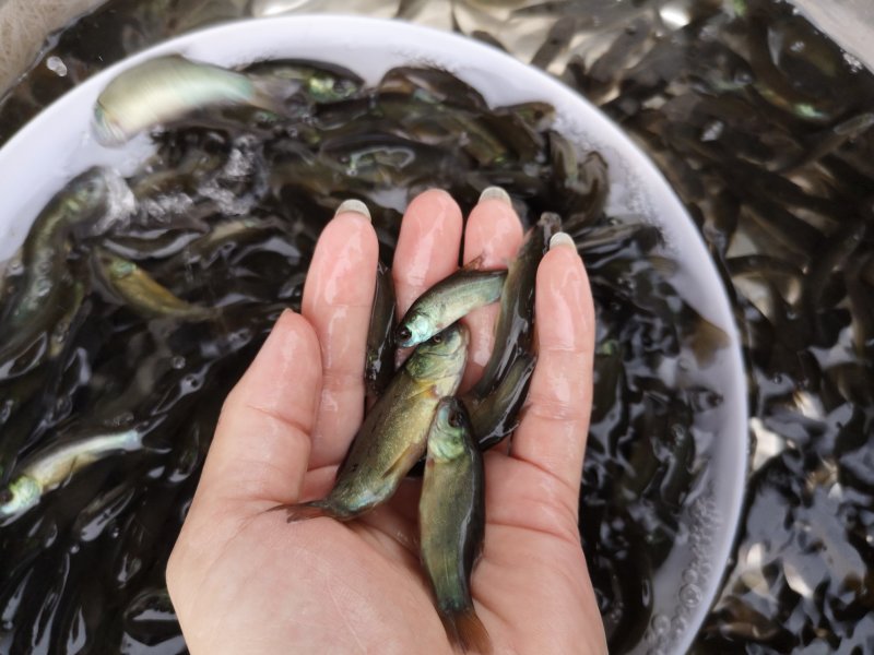 丁桂鱼苗