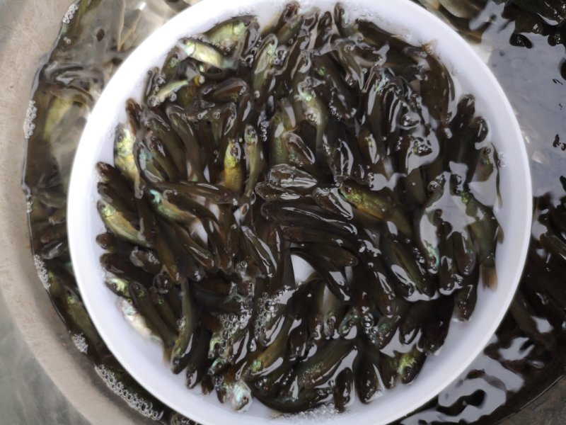 丁桂鱼苗