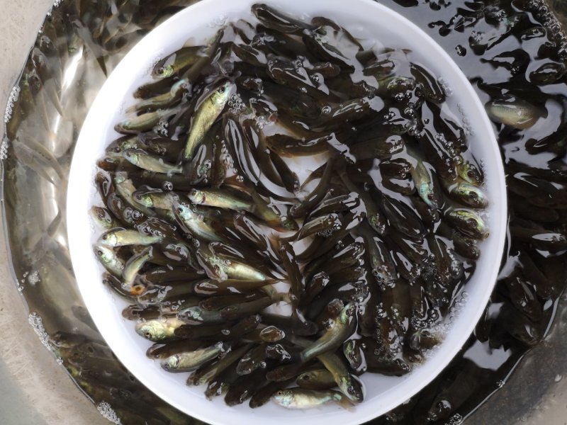 丁桂鱼苗