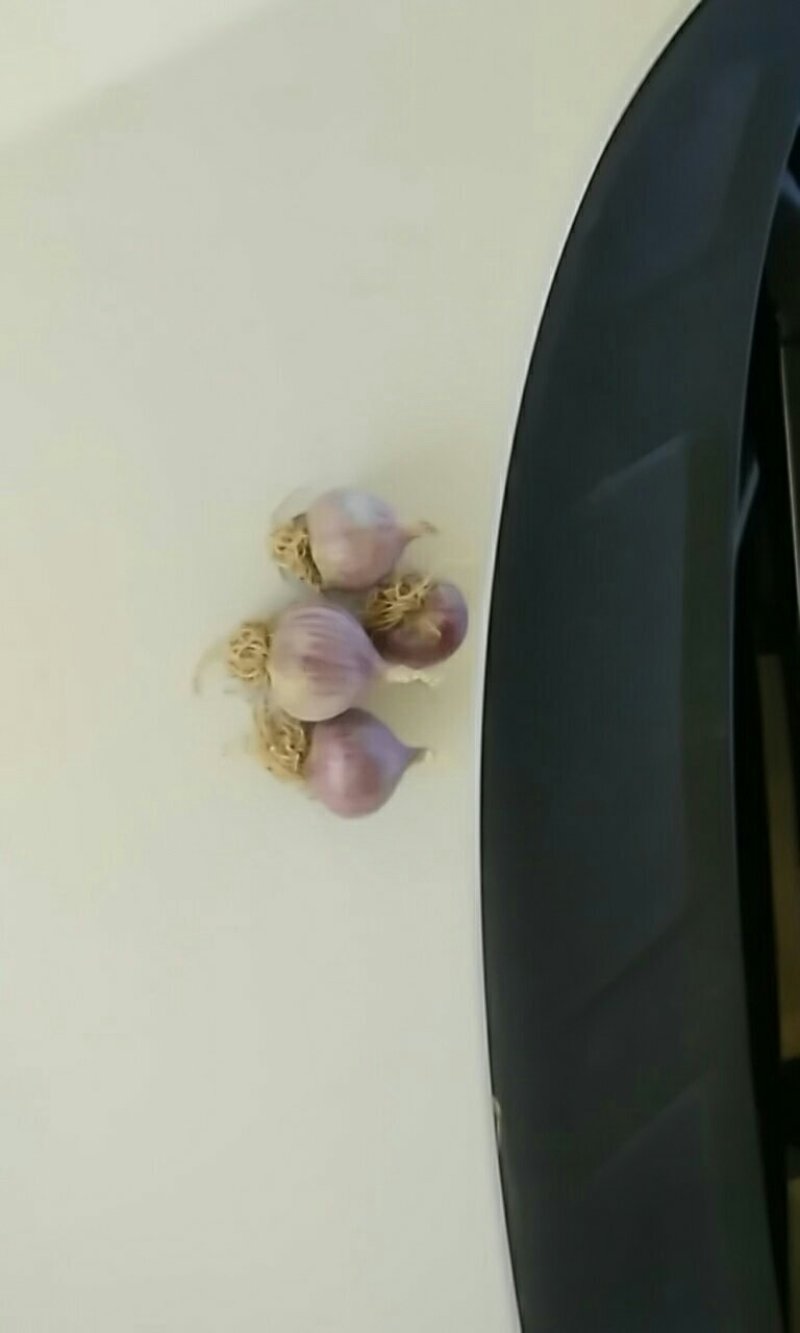 精品紫皮大蒜