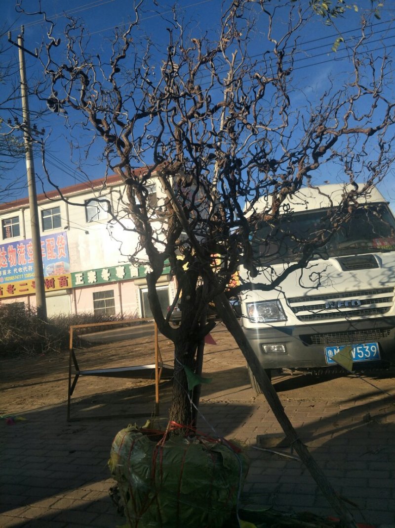 龙须枣苗龙须枣树，造型，艺术