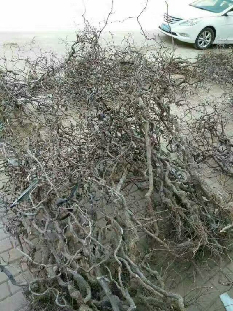 龙须枣苗龙须枣树，造型，艺术