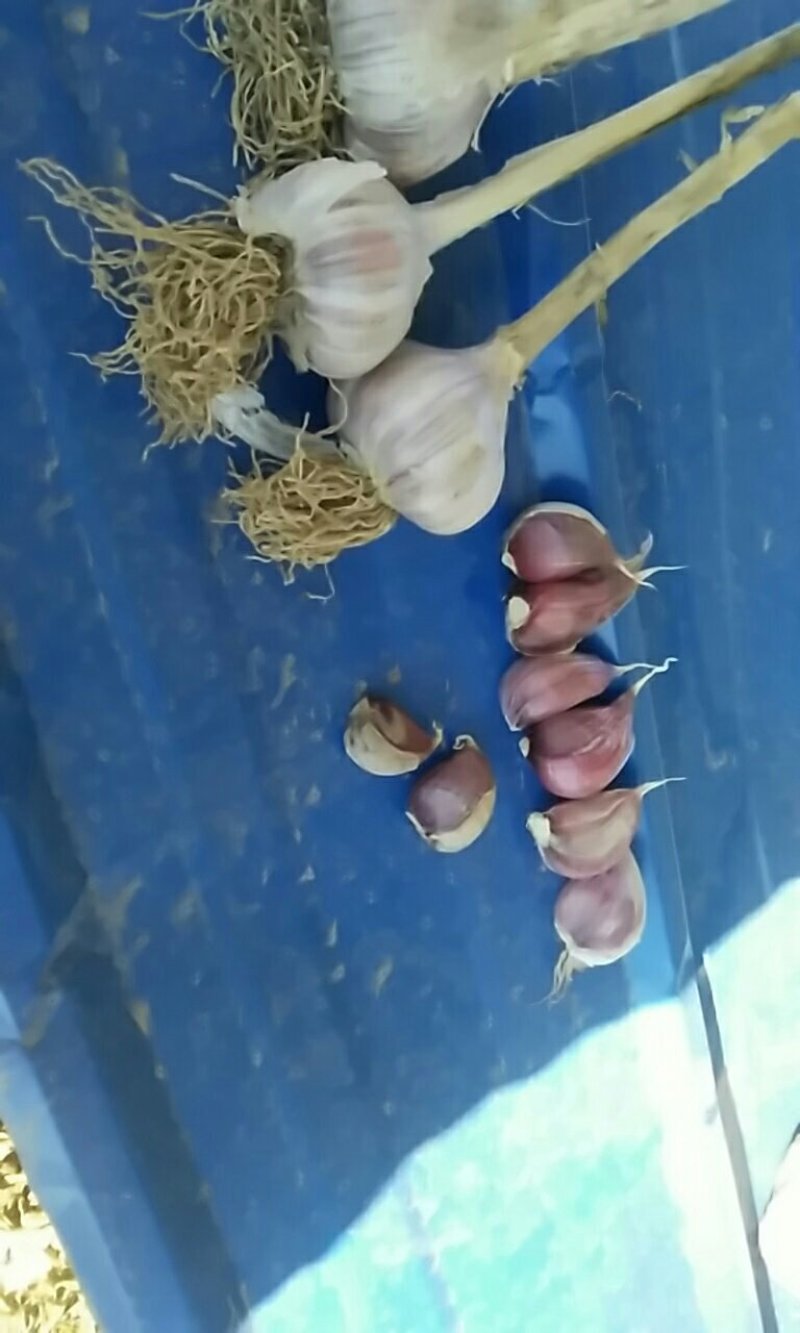 精品紫皮大蒜