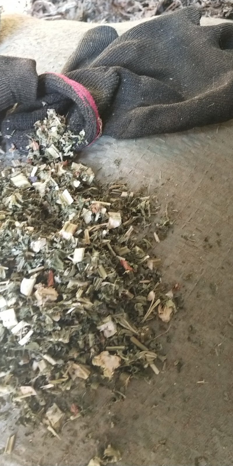 益母草