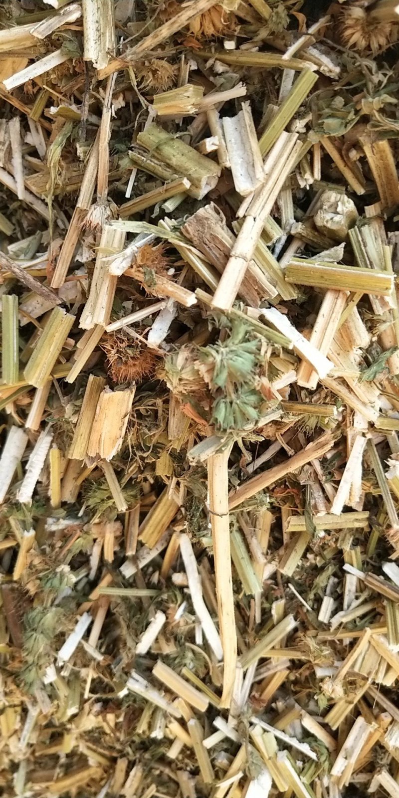 益母草