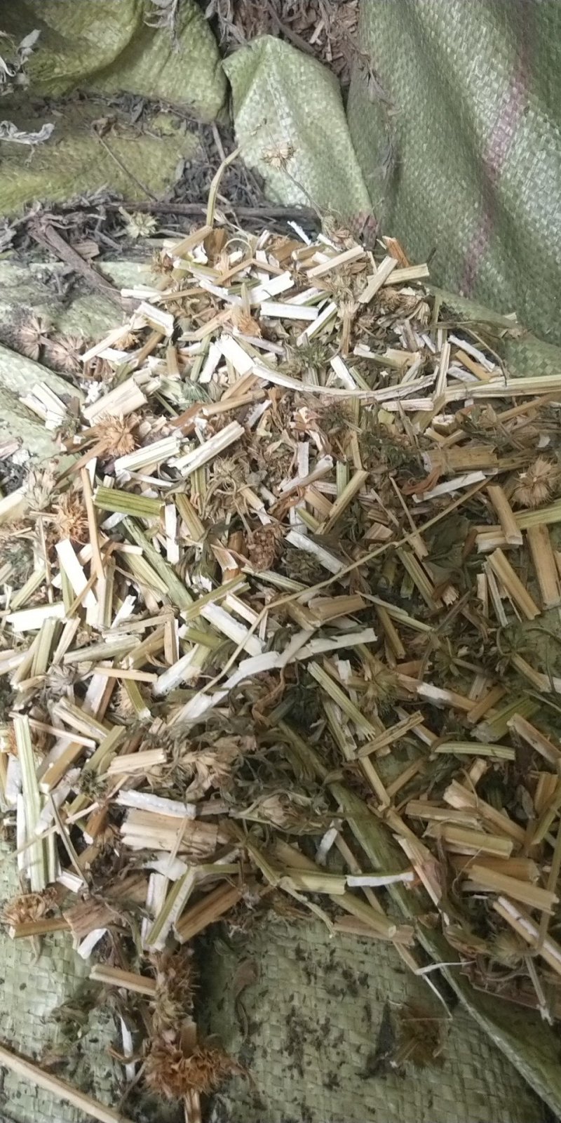 益母草