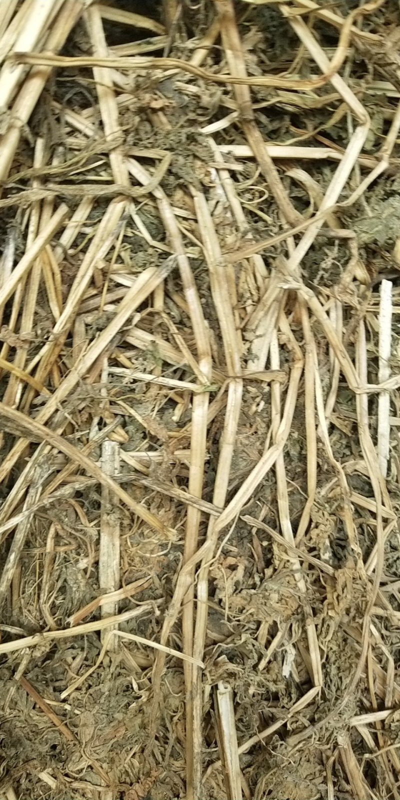 益母草