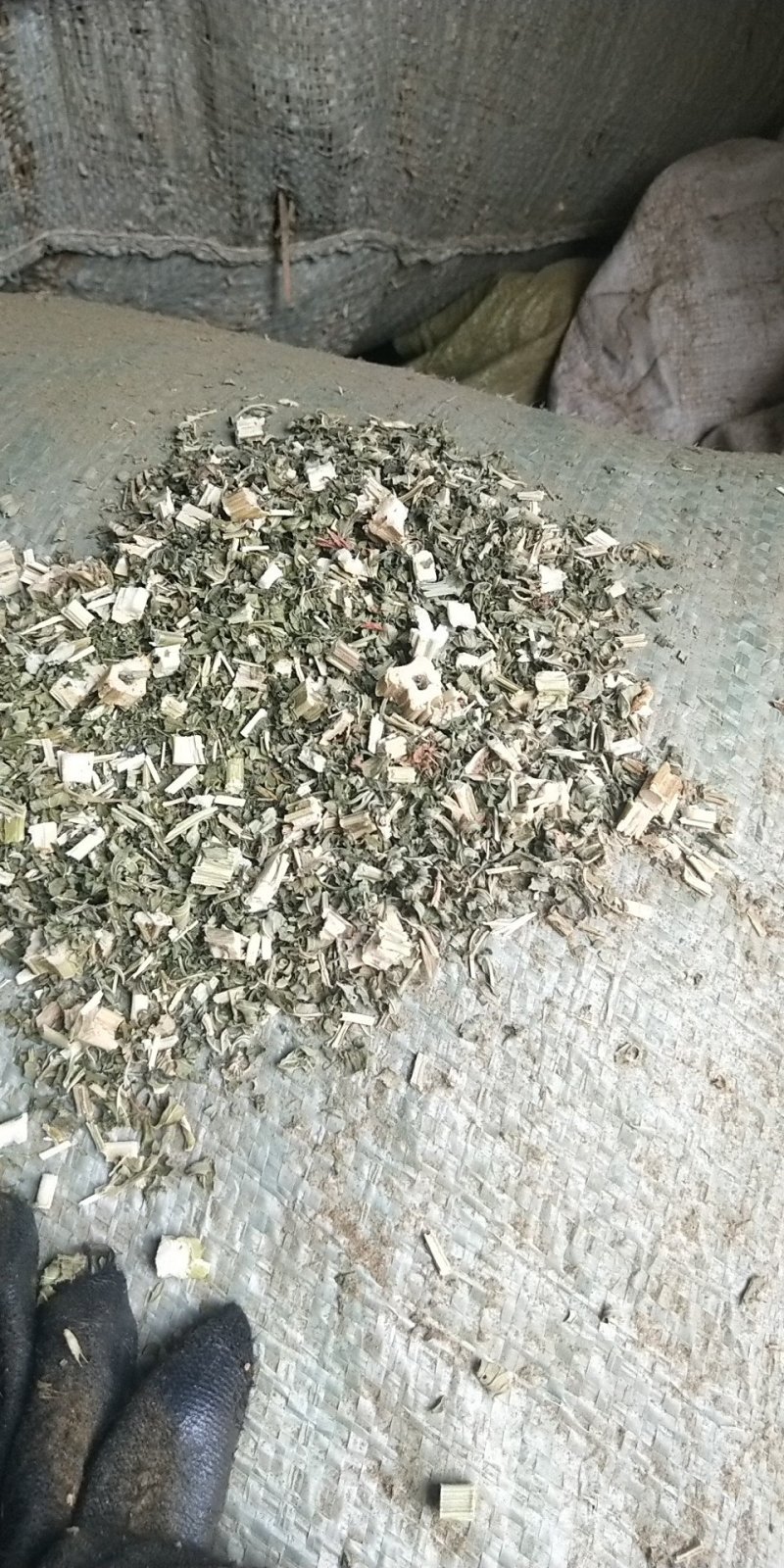 益母草