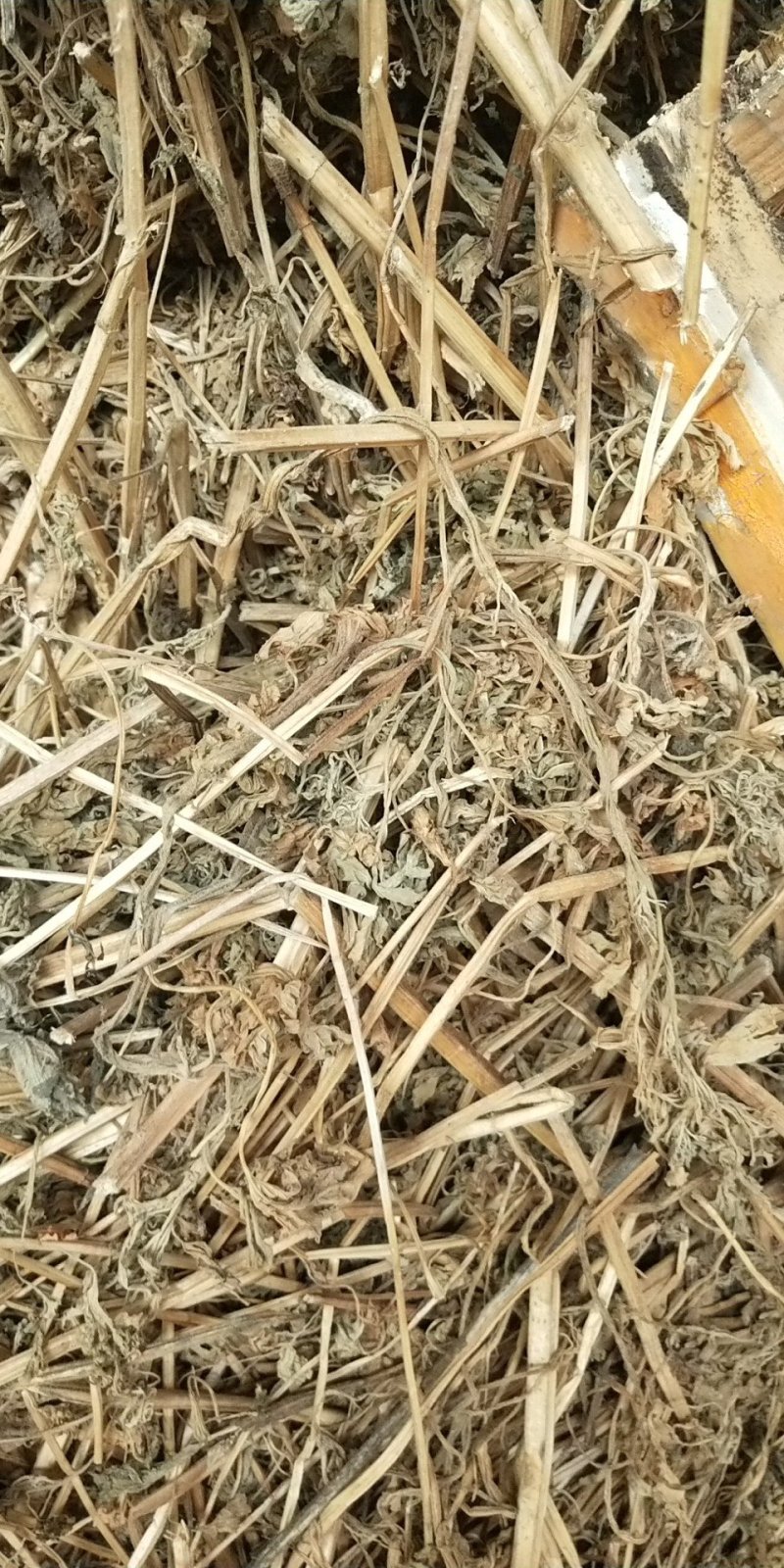 益母草
