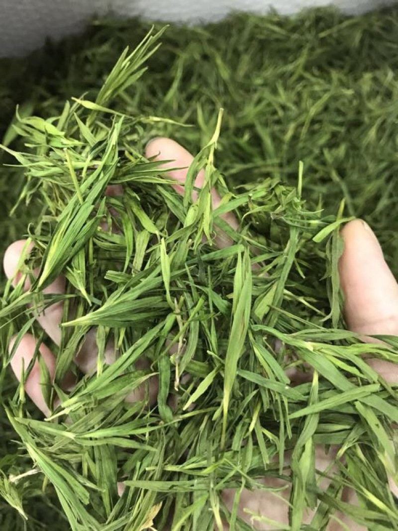 淡竹叶