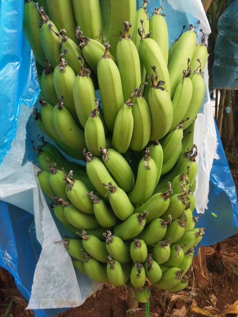 香蕉