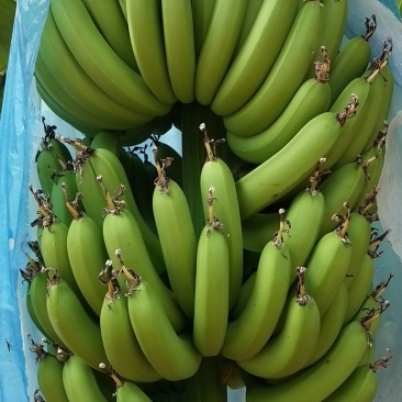 香蕉