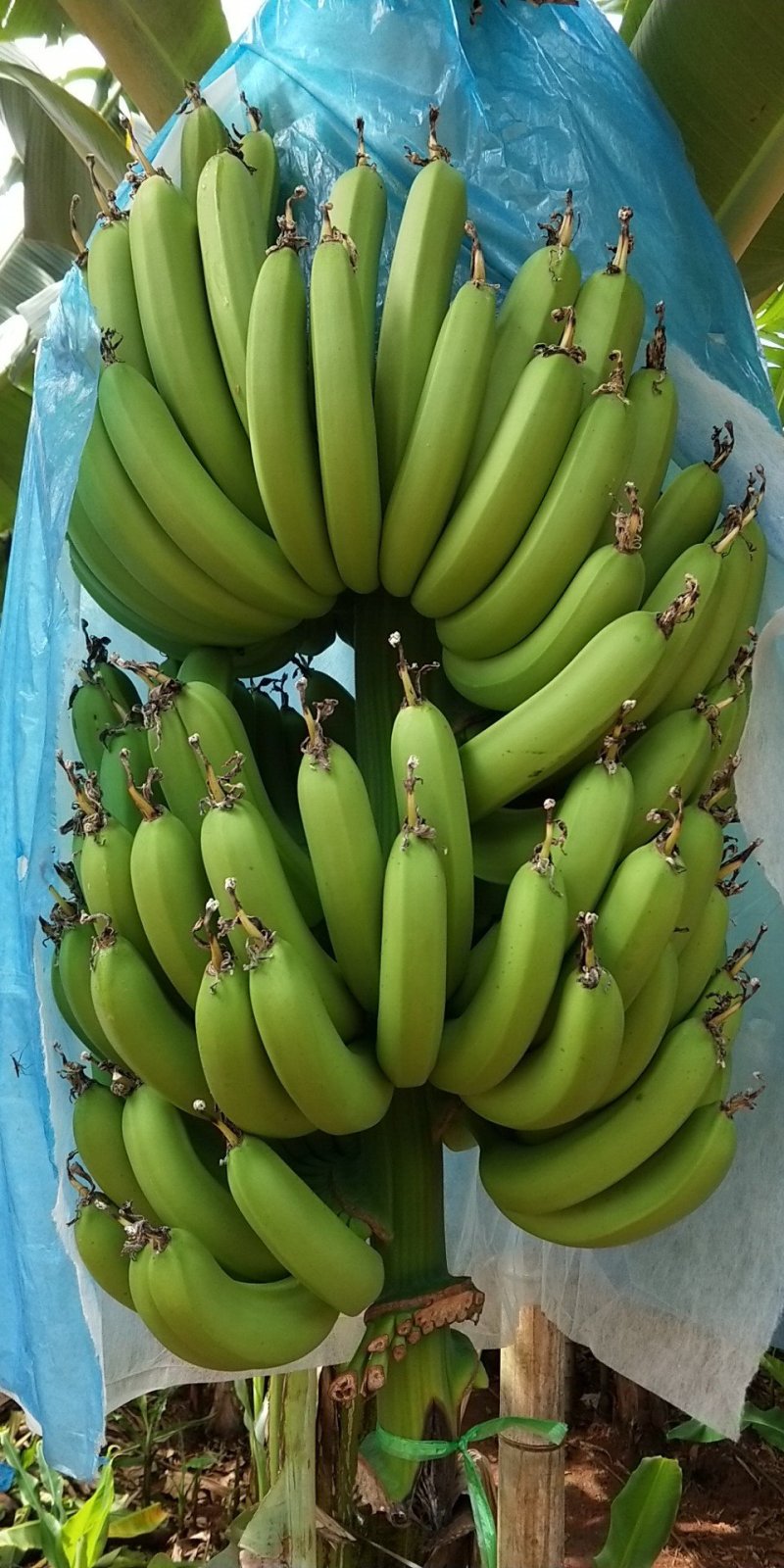 香蕉