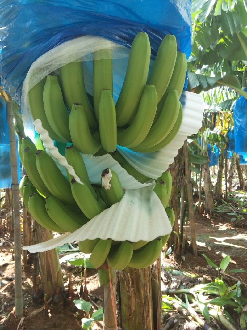 香蕉