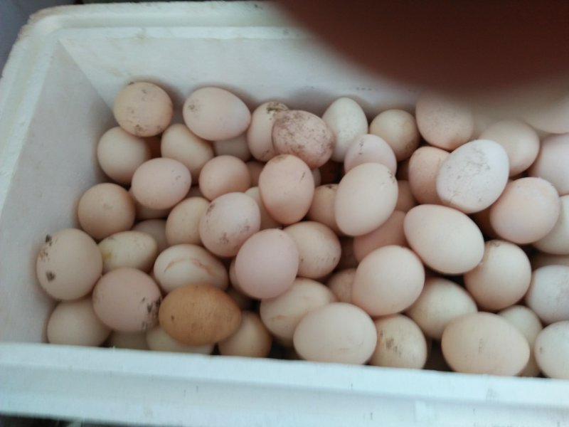 孔雀受精蛋，受精率高，可食用，高蛋白，富含硒元素