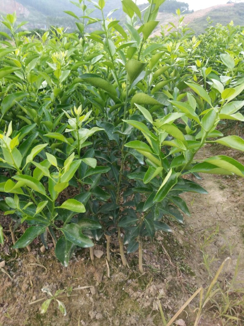 金奎早熟沙糖桔苗（杯苗）移栽苗