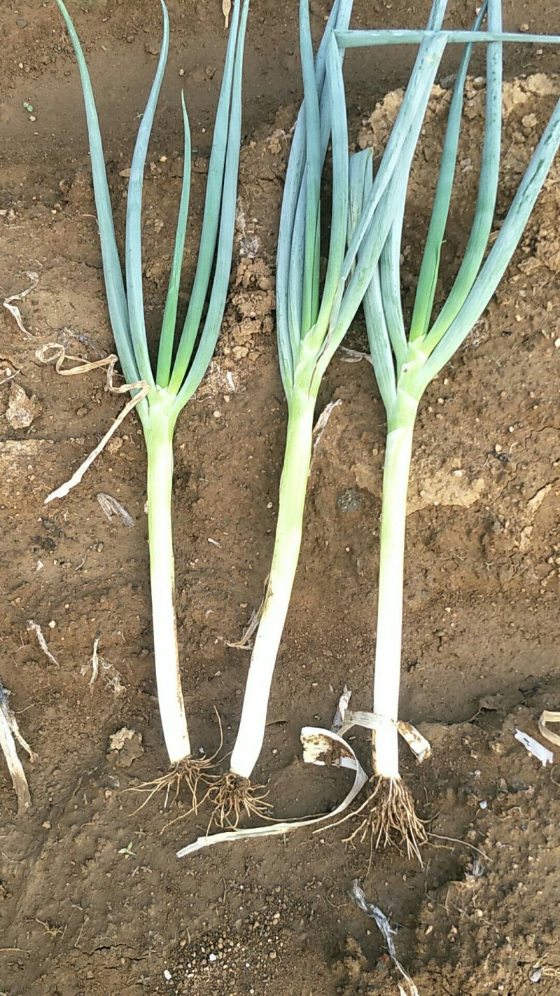大葱毛葱30cm-40cm以上