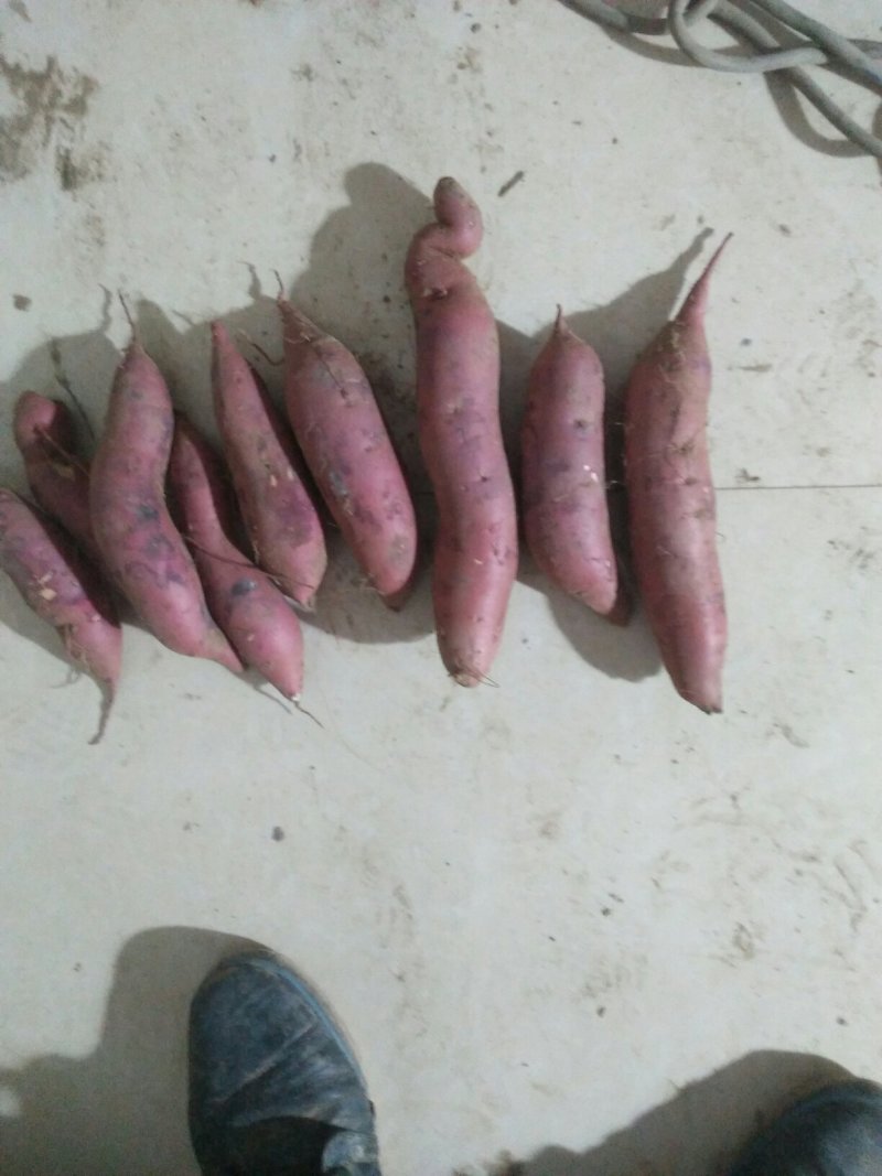 19开始上市需要的联系吧，货源充足，品质保证，欢迎选购