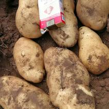 精品黄心土豆:大丰十品种，长椭圆形，质量保证价格便宜