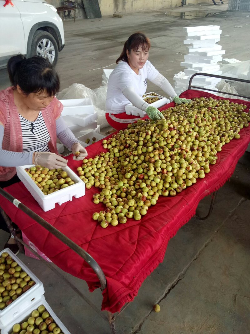 陕西大荔冬枣大量上市。产地直发货源充足