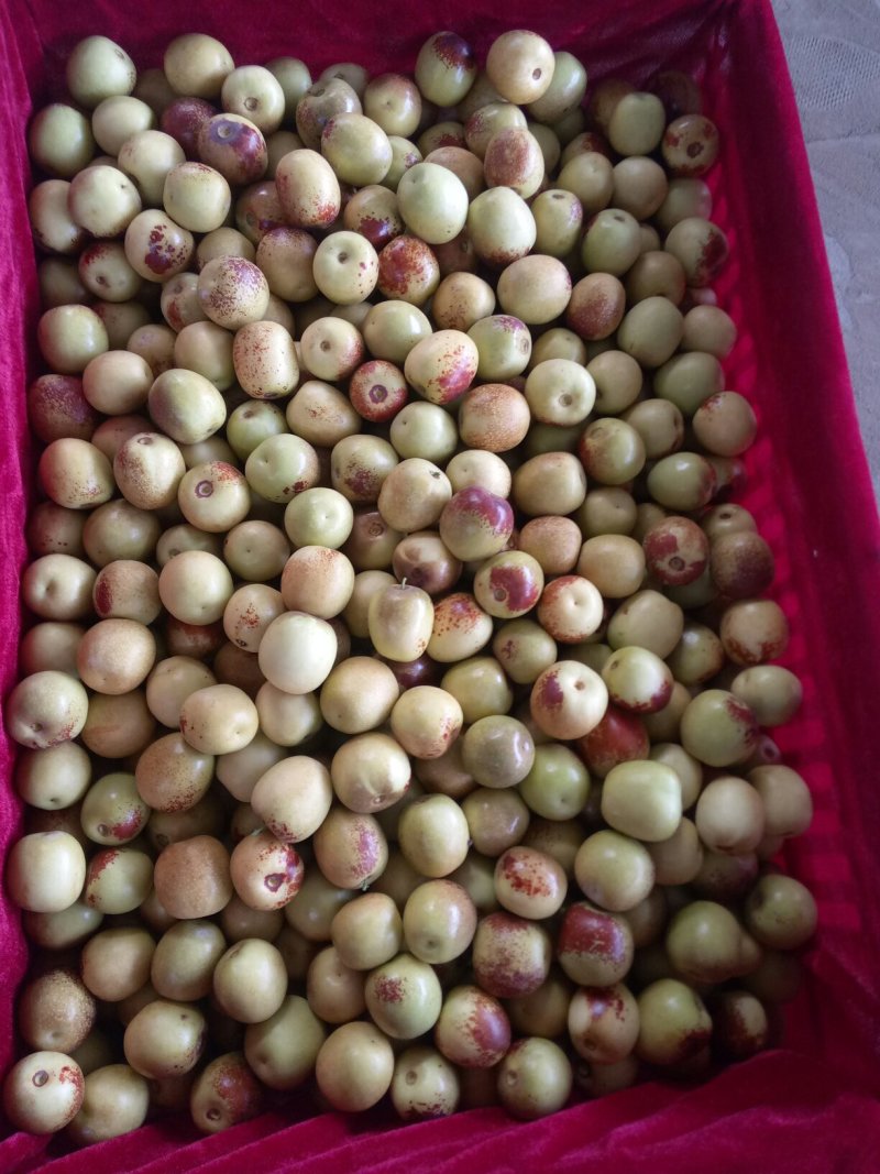 陕西大荔冬枣大量上市。产地直发货源充足