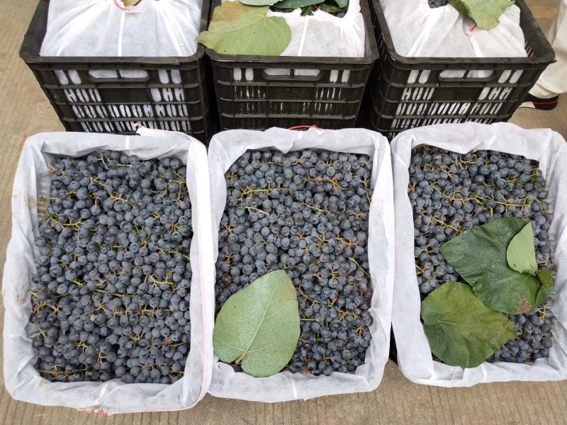 葡萄高山二号葡萄酿酒专用葡萄欢迎订购