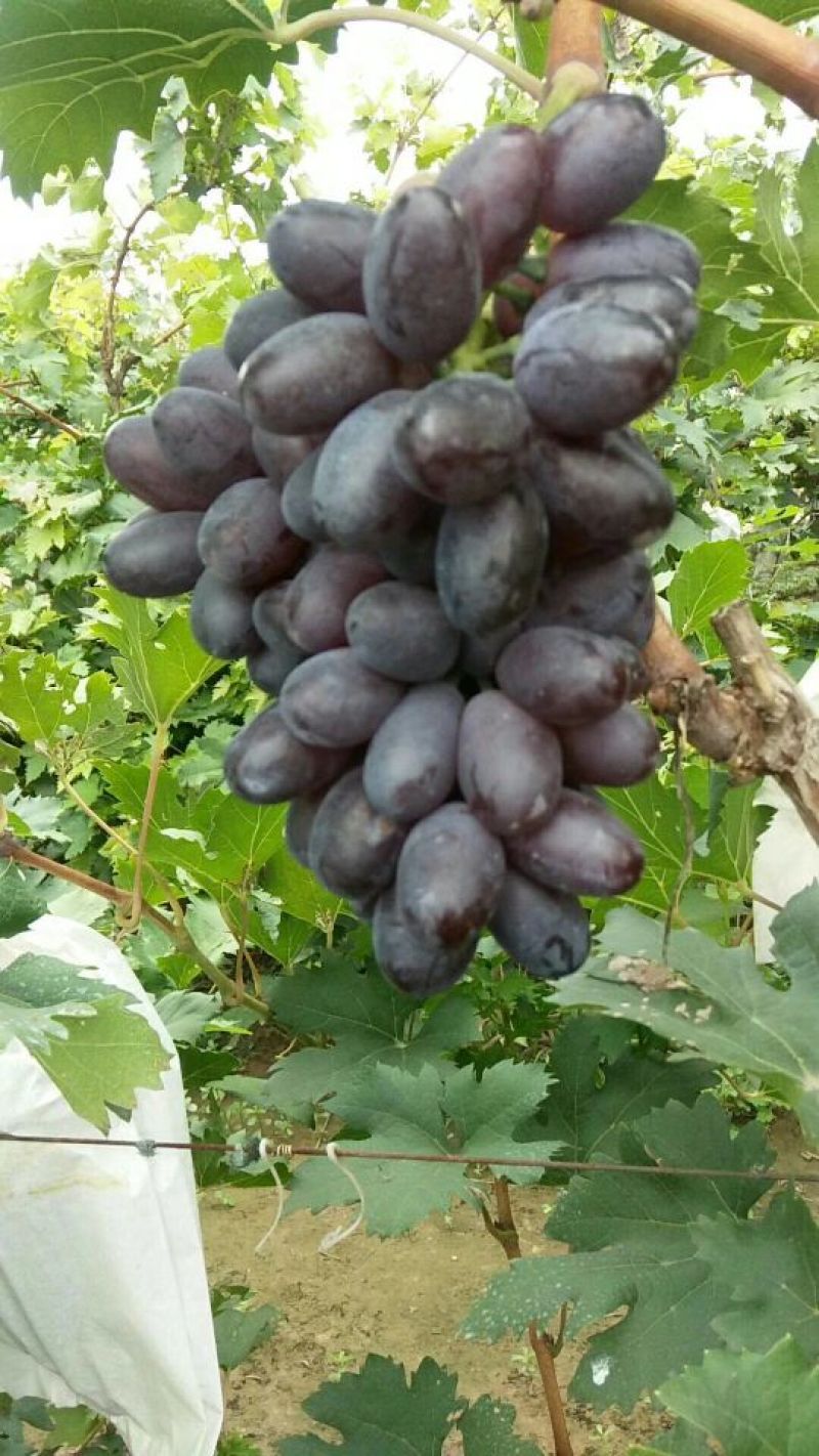 河北紫甜无核A17葡萄现已大量上市了，质量