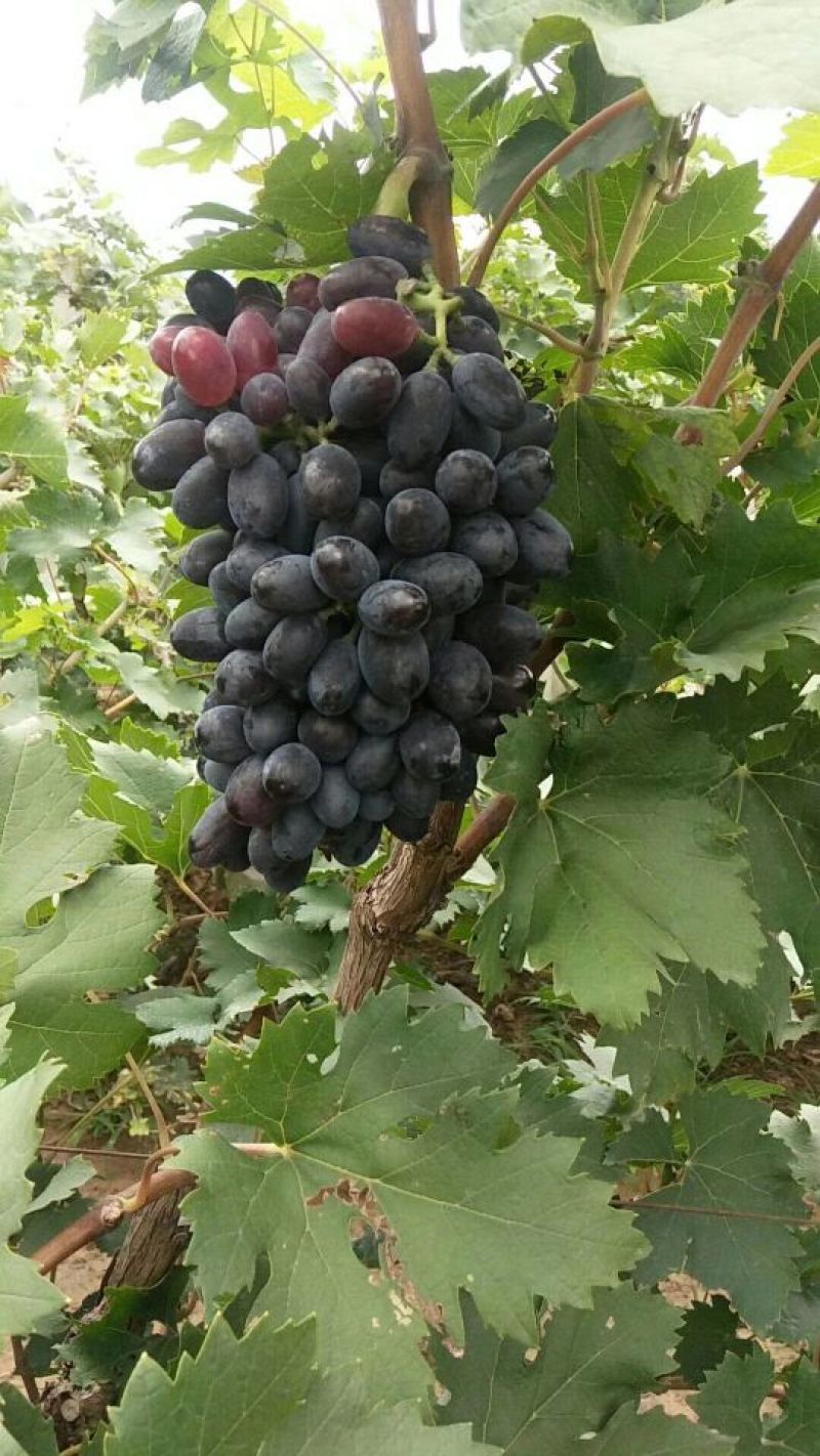 河北紫甜无核A17葡萄现已大量上市了，质量