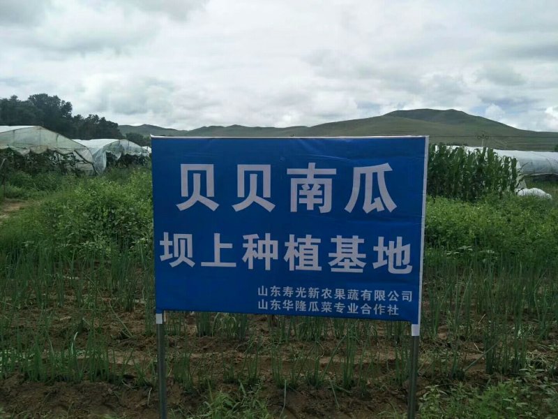 大棚吊瓜，贝贝南瓜老瓜，基地直发，又粉又面！