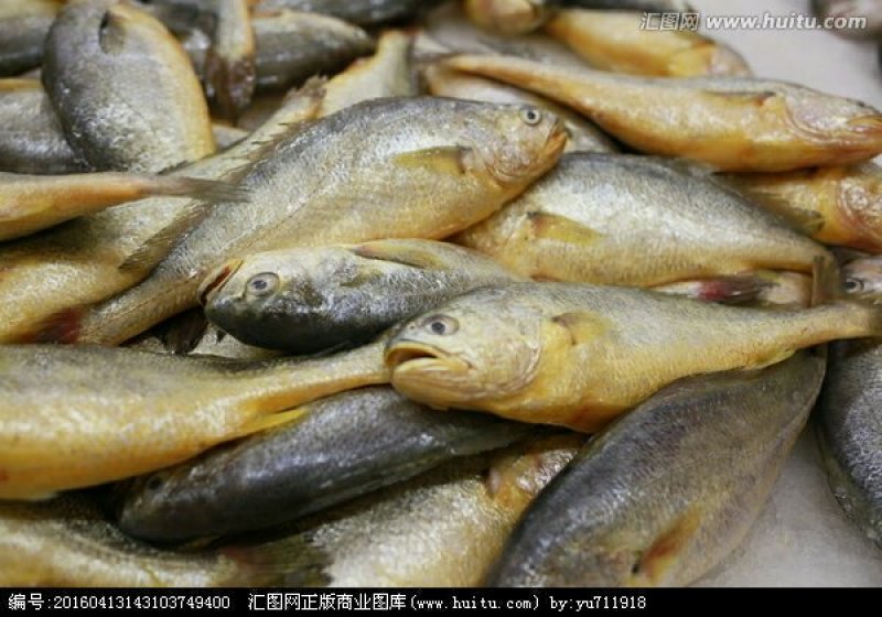 冰鲜黄鱼