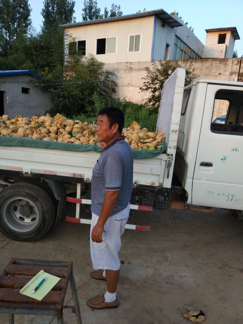晚秋黄晚晚秋黄梨表光好甜度高