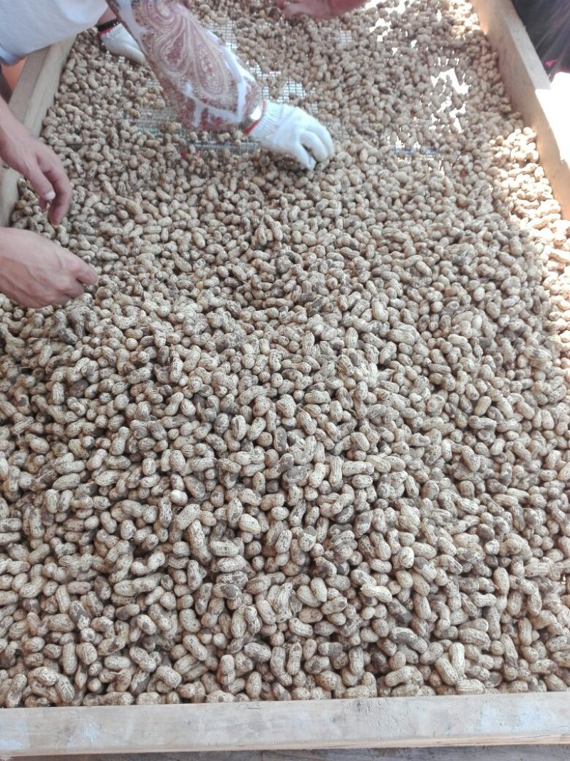 小白沙花生鲜果，口感好吃，品质好，含水份少，质量扛扛的