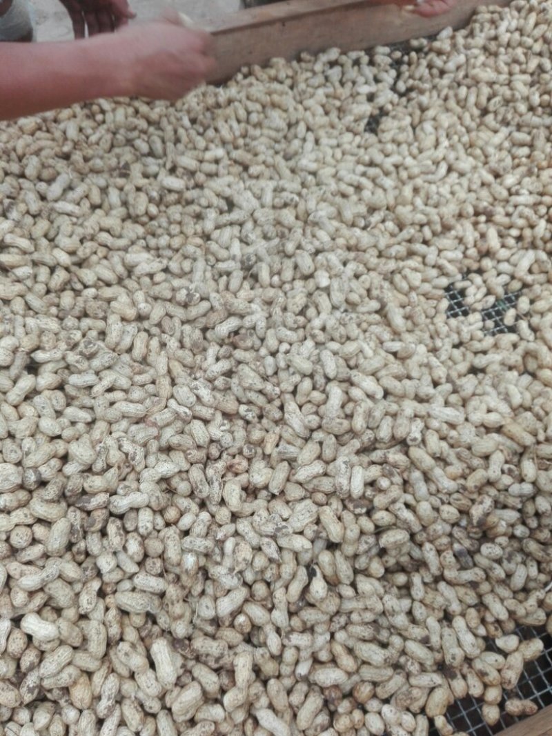 小白沙花生鲜果，口感好吃，品质好，含水份少，质量扛扛的