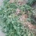 小白沙花生鲜果，口感好吃，品质好，含水份少，质量扛扛的