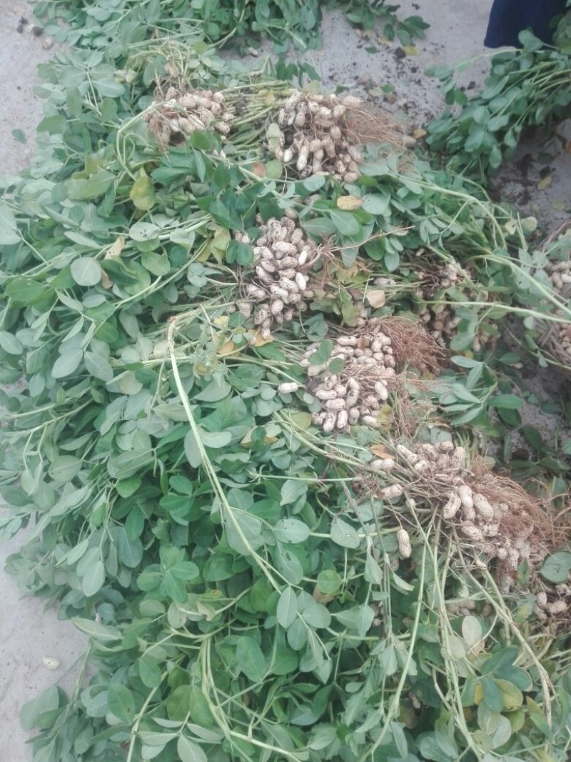 小白沙花生鲜果，口感好吃，品质好，含水份少，质量扛扛的