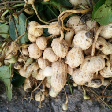 鲜花生小白沙