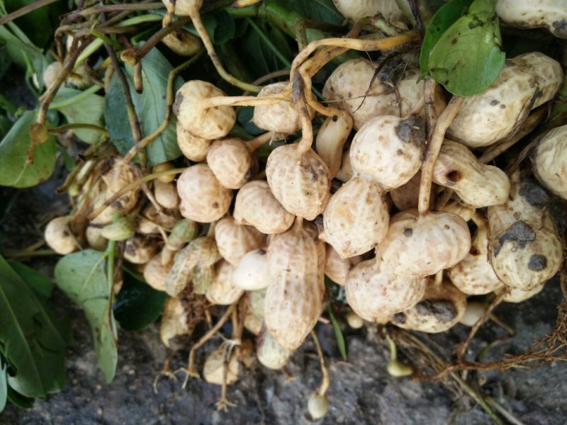 鲜花生小白沙