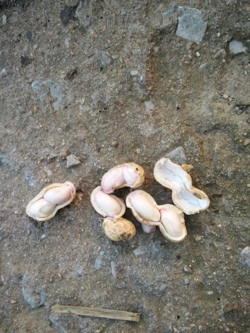 鲜花生小白沙