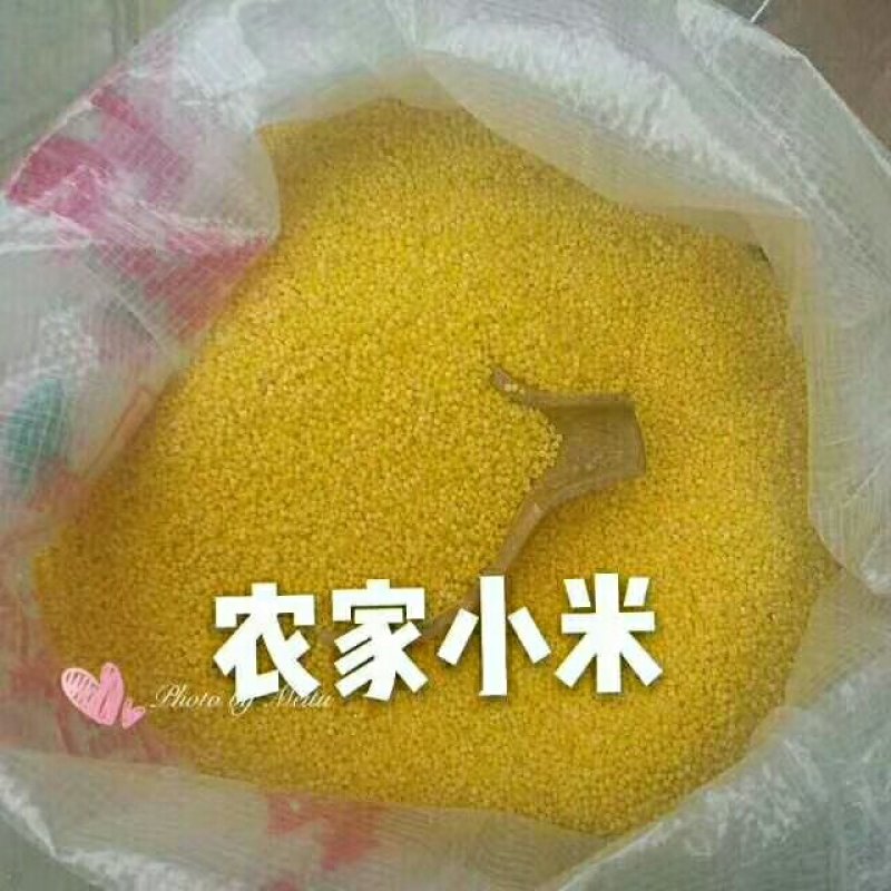 农家小米
