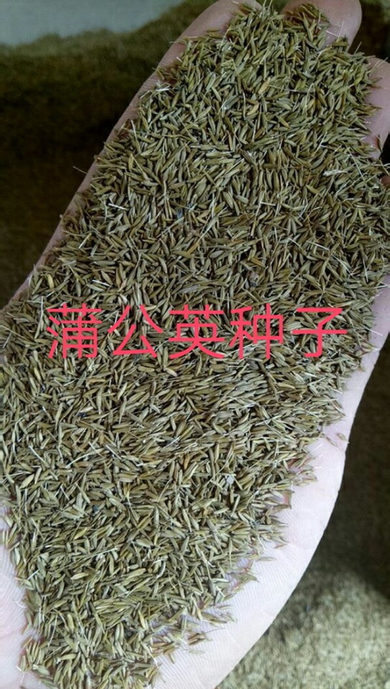 蒲公英种子