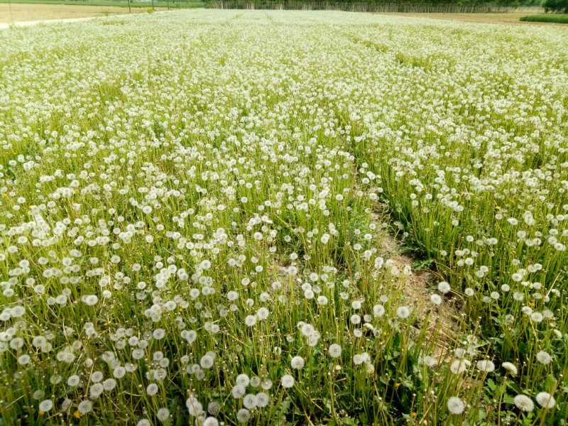 蒲公英种子