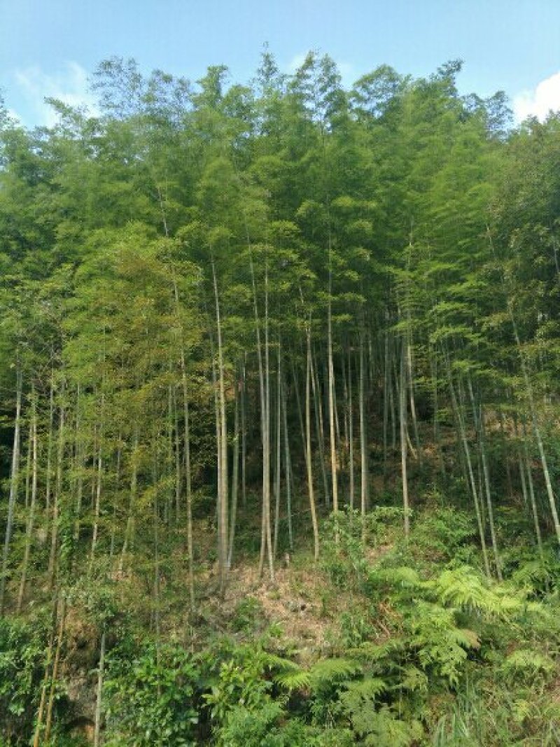 毛竹
