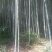 毛竹