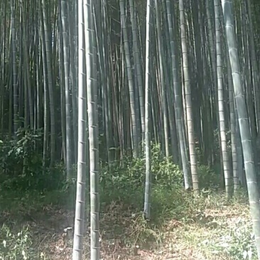 毛竹