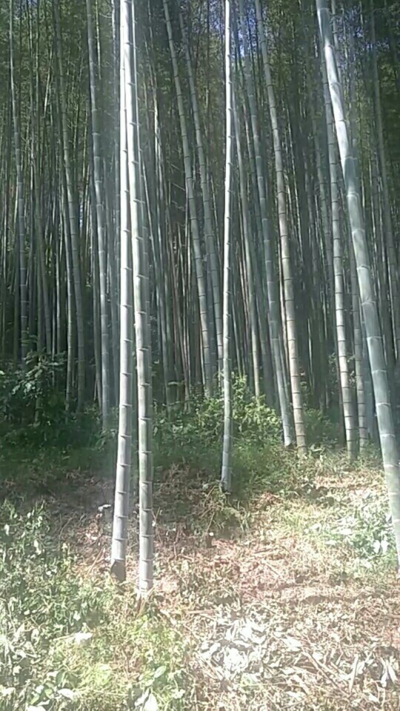 毛竹
