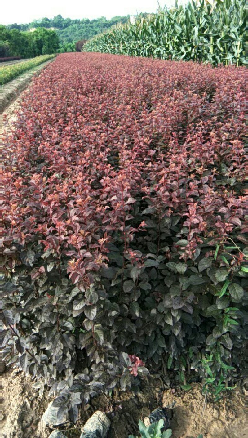 红叶李
