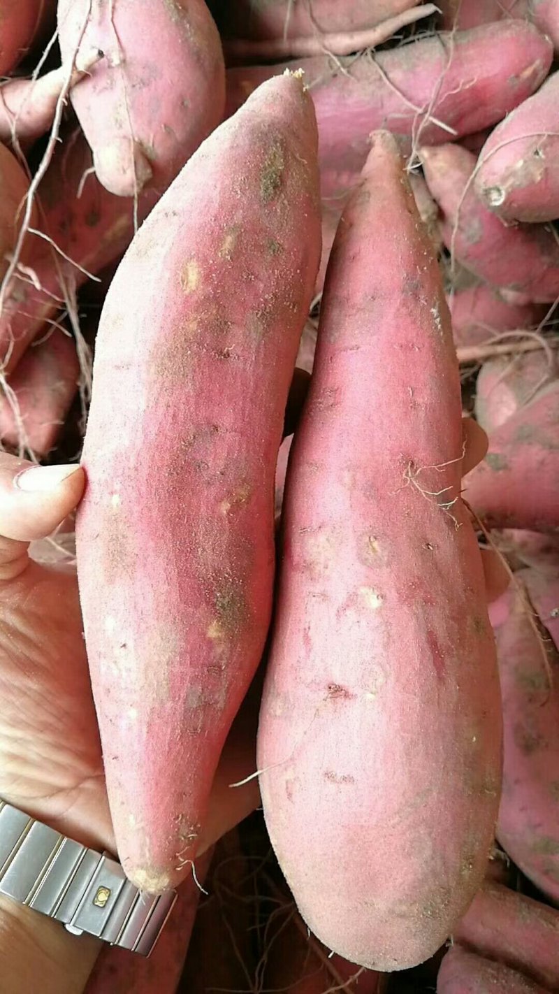 蜜薯，西瓜红龙薯九号个头大均匀色泽鲜艳耐电商美团一件代