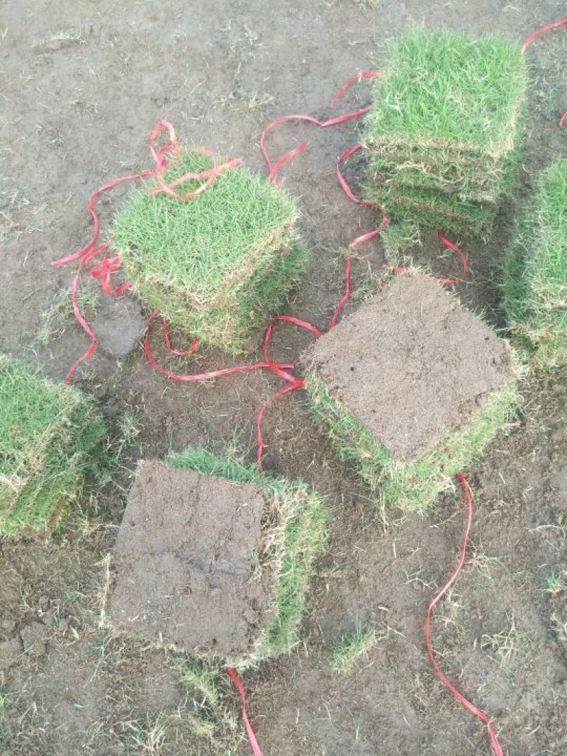 马尼拉草皮20*20