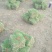 马尼拉草皮20*20