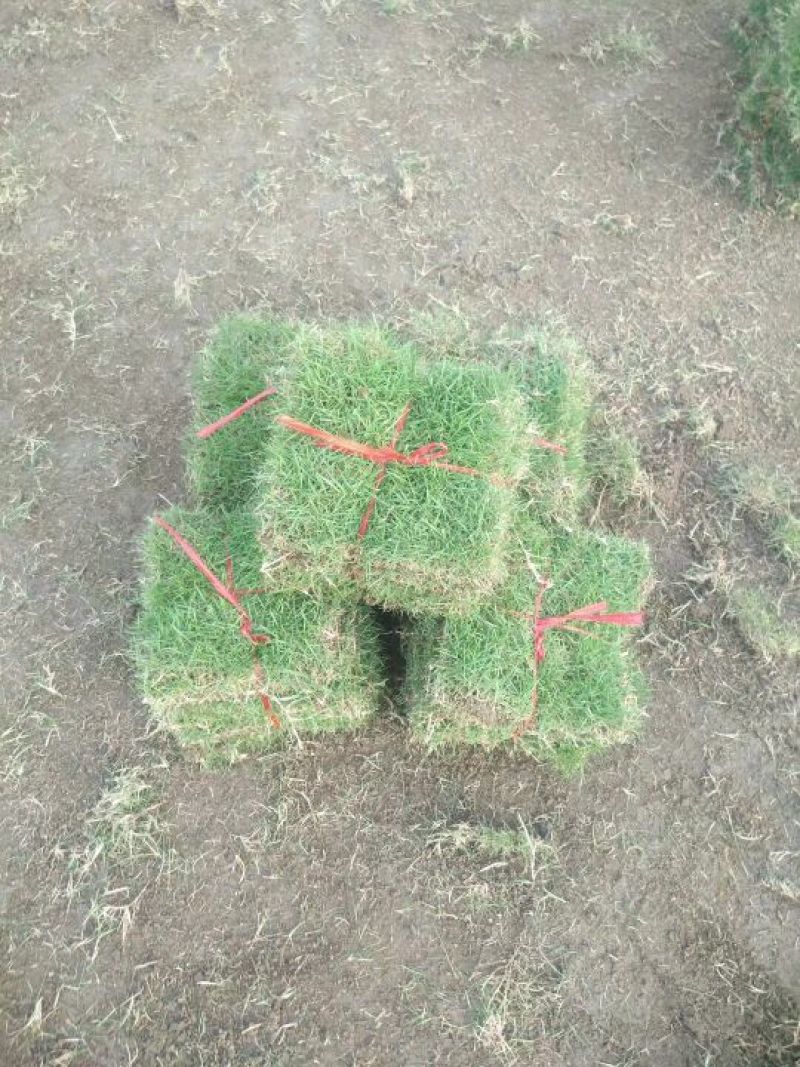 马尼拉草皮20*20